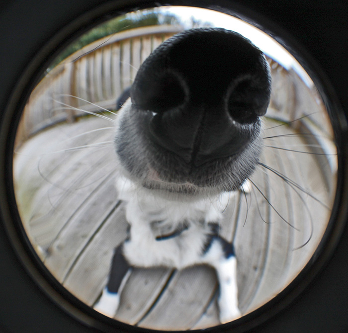 Does My Nose Look Big In This?