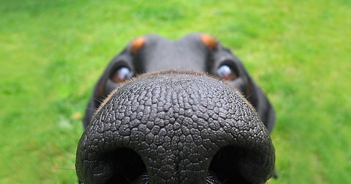 105 Nosy Dogs Who Want To Know What You’re Doing