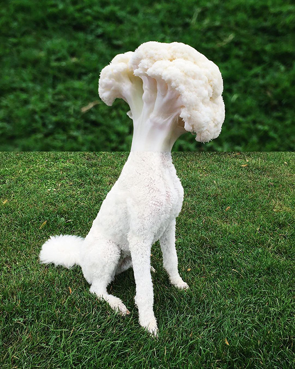 Cauliflower + Poodle