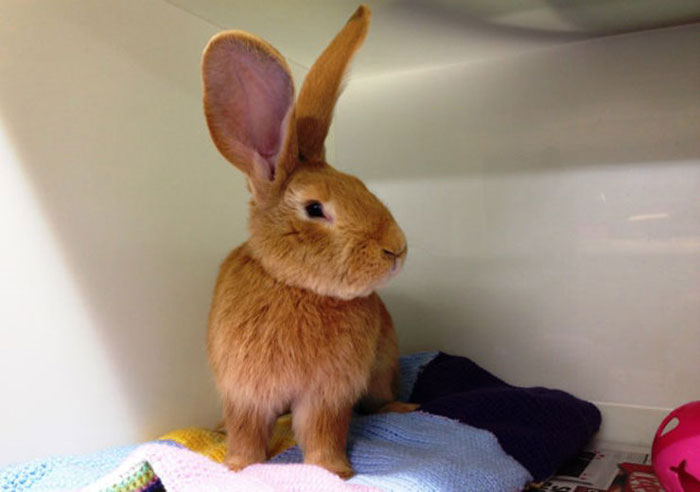 giant-rabbit-atlas-looking-for-home-scottish-spca-5 giant-rabbit-atlas-looking-for-home-scottish-spca-5