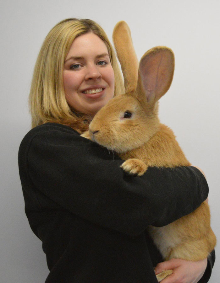 giant-rabbit-atlas-looking-for-home-scottish-spca-7 giant-rabbit-atlas-looking-for-home-scottish-spca-7