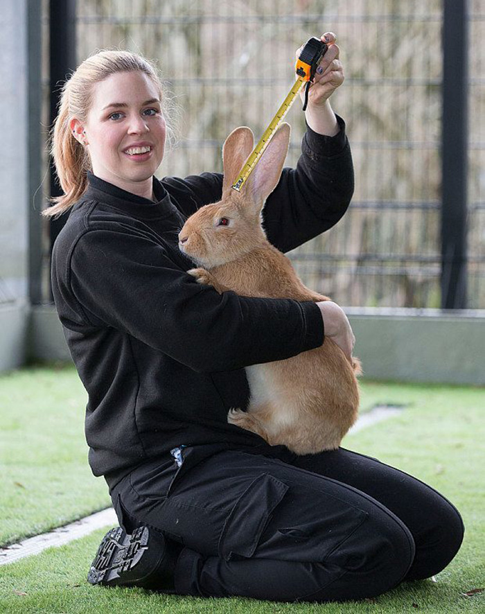 giant-rabbit-atlas-looking-for-home-scottish-spca-8 giant-rabbit-atlas-looking-for-home-scottish-spca-8