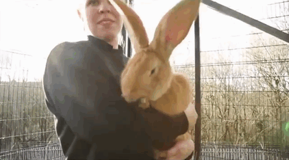 giant-rabbit-atlas-looking-for-home-scottish-spca-gif-2 giant-rabbit-atlas-looking-for-home-scottish-spca-gif-2