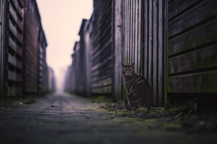 How My Cats Spend Their Time During Winter How My Cats Spend Their Time During Winter