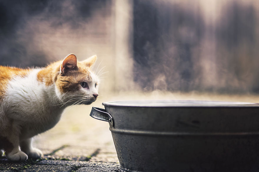 How My Cats Spend Their Time During Winter How My Cats Spend Their Time During Winter