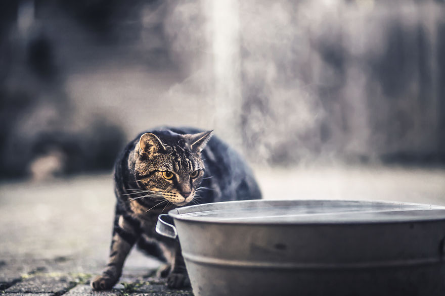 How My Cats Spend Their Time During Winter