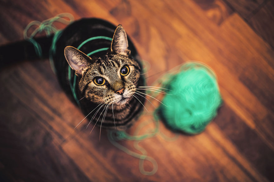 How My Cats Spend Their Time During Winter