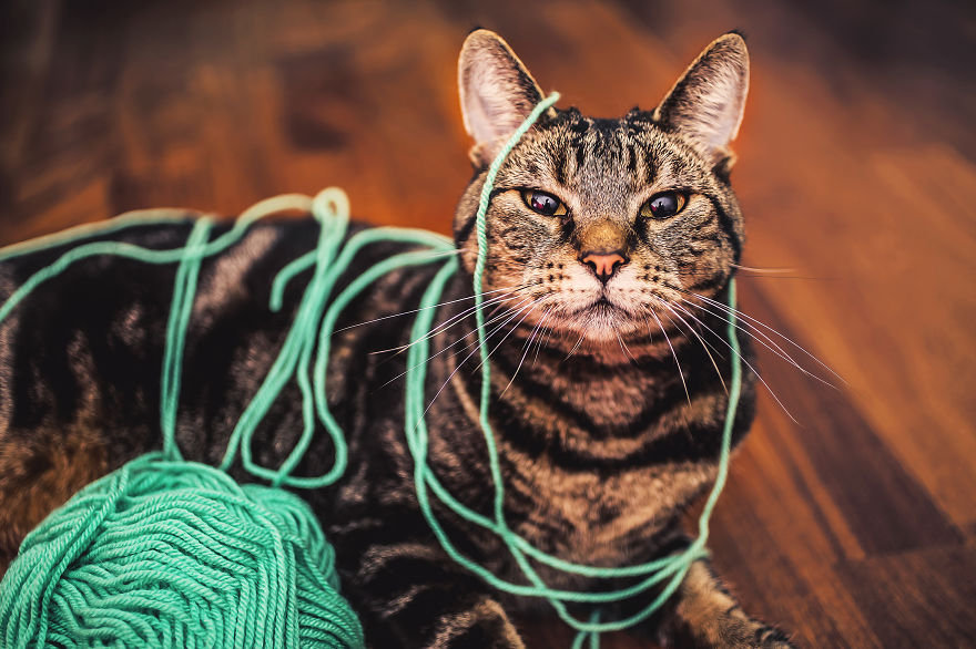 How My Cats Spend Their Time During Winter