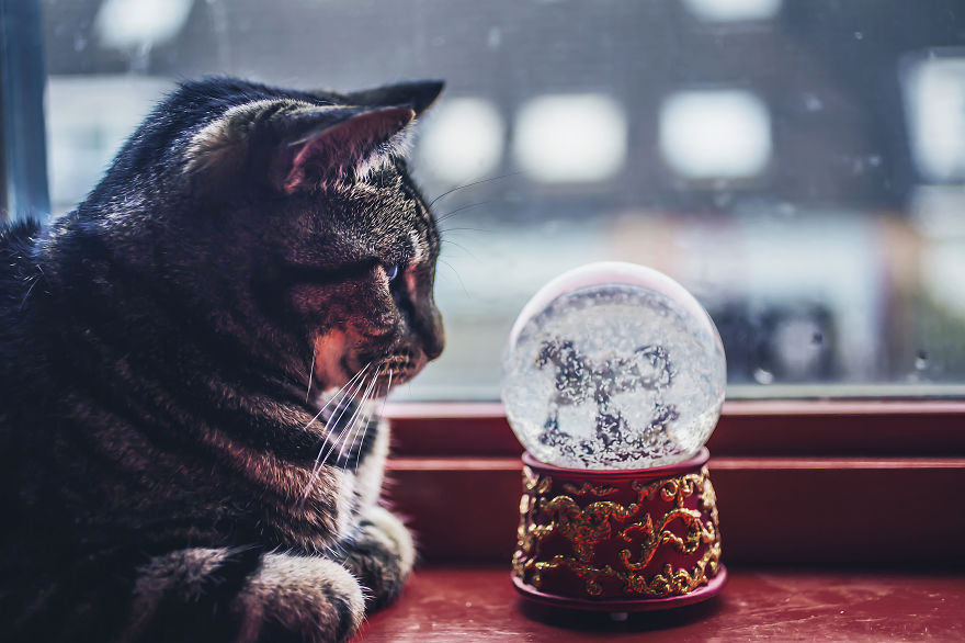 How My Cats Spend Their Time During Winter How My Cats Spend Their Time During Winter