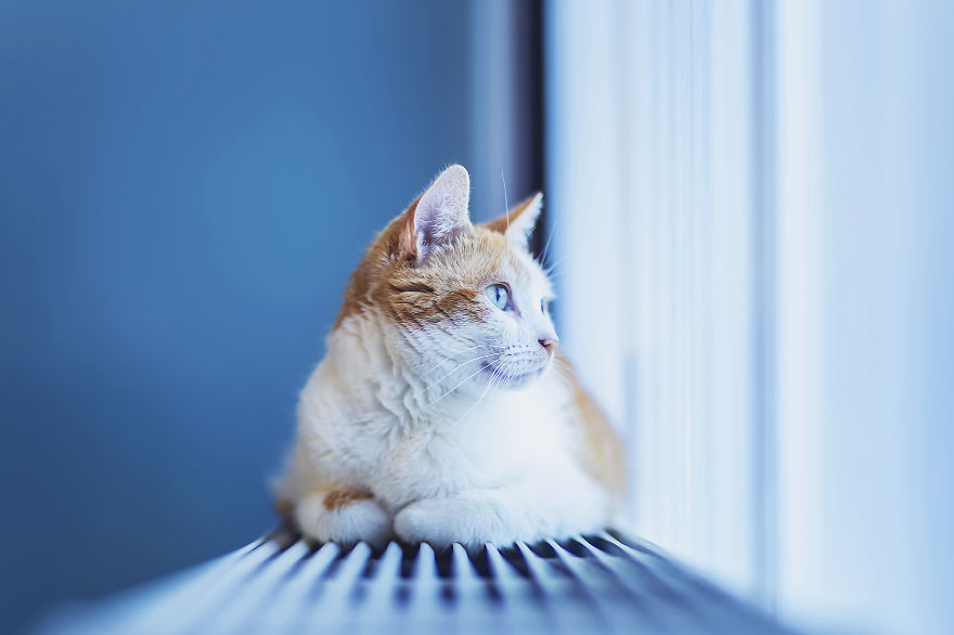 How My Cats Spend Their Time During Winter How My Cats Spend Their Time During Winter