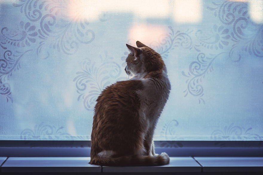 How My Cats Spend Their Time During Winter