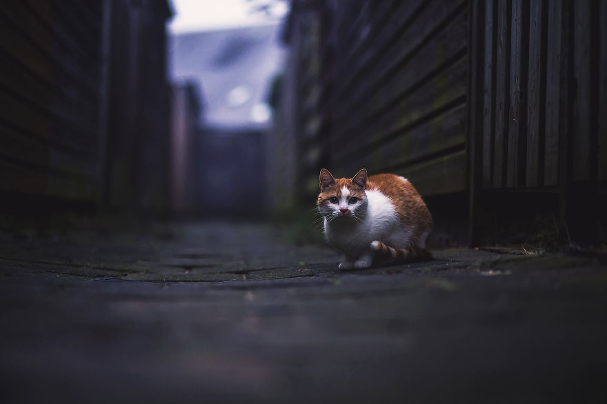 How My Cats Spend Their Time During Winter