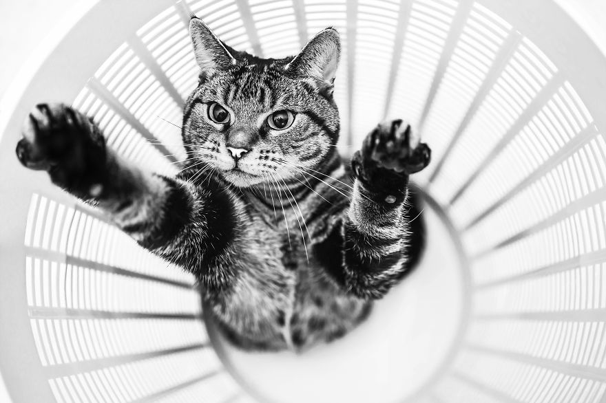 How My Cats Spend Their Time During Winter