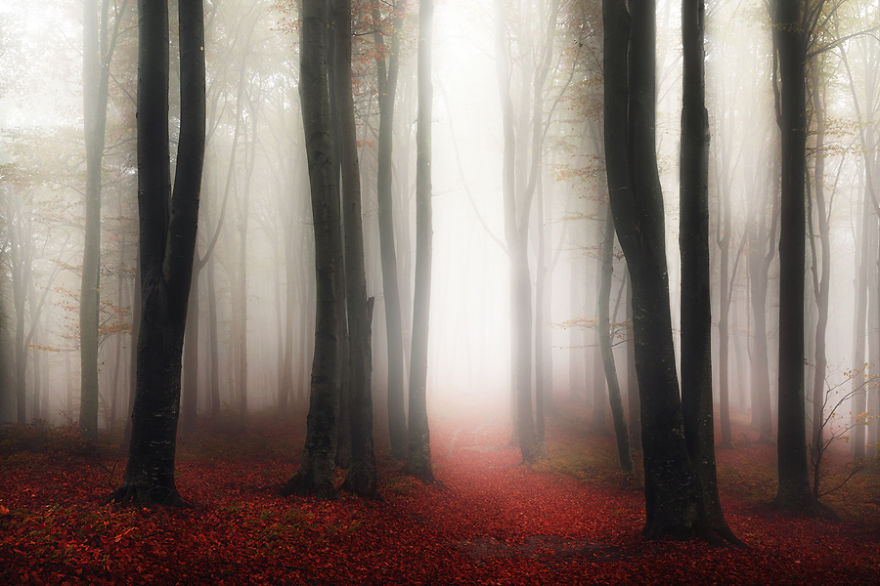 I Captured 'Stories Of The Forests' Inspired By My Grandmother's Tales I Captured 'Stories Of The Forests' Inspired By My Grandmother's Tales