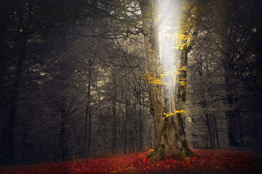 I Captured 'Stories Of The Forests' Inspired By My Grandmother's Tales I Captured 'Stories Of The Forests' Inspired By My Grandmother's Tales