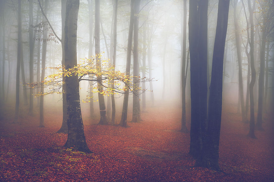 I Captured 'Stories Of The Forests' Inspired By My Grandmother's Tales I Captured 'Stories Of The Forests' Inspired By My Grandmother's Tales