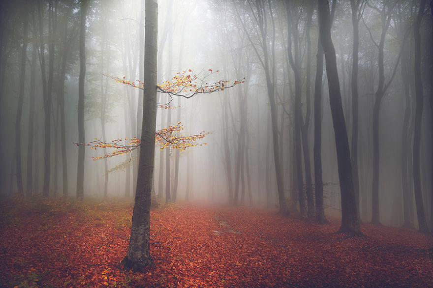 I Captured 'Stories Of The Forests' Inspired By My Grandmother's Tales I Captured 'Stories Of The Forests' Inspired By My Grandmother's Tales