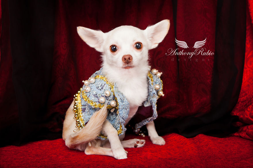 I Created Little Matador Costumes For Pets