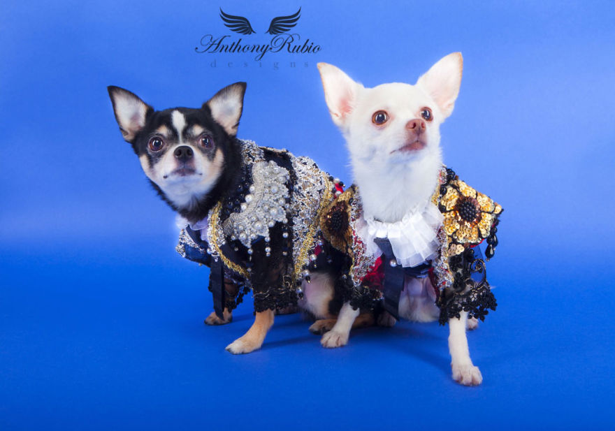 I Created Little Matador Costumes For Pets