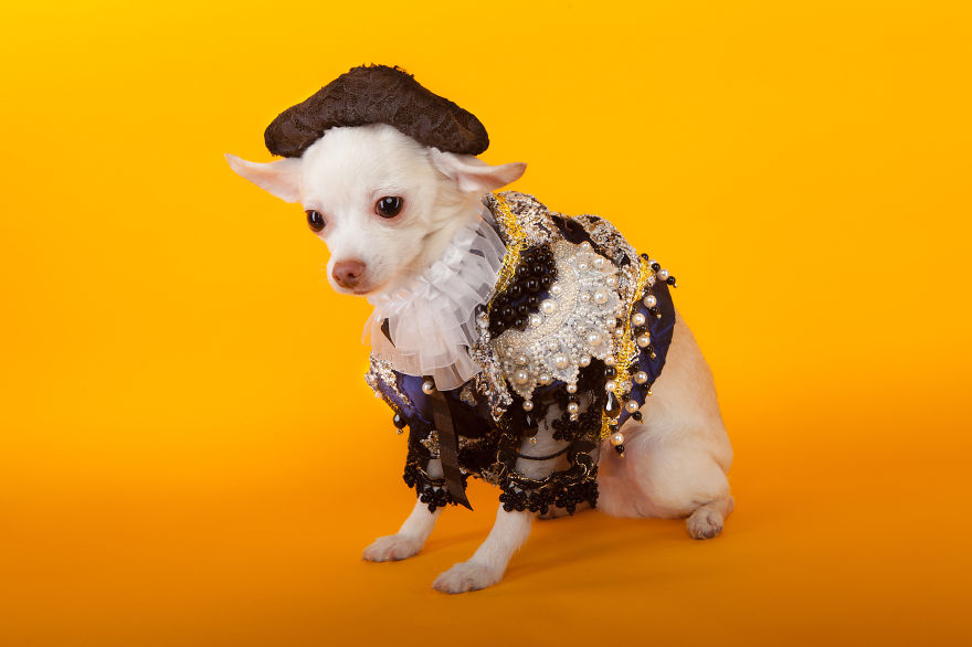I Created Little Matador Costumes For Pets