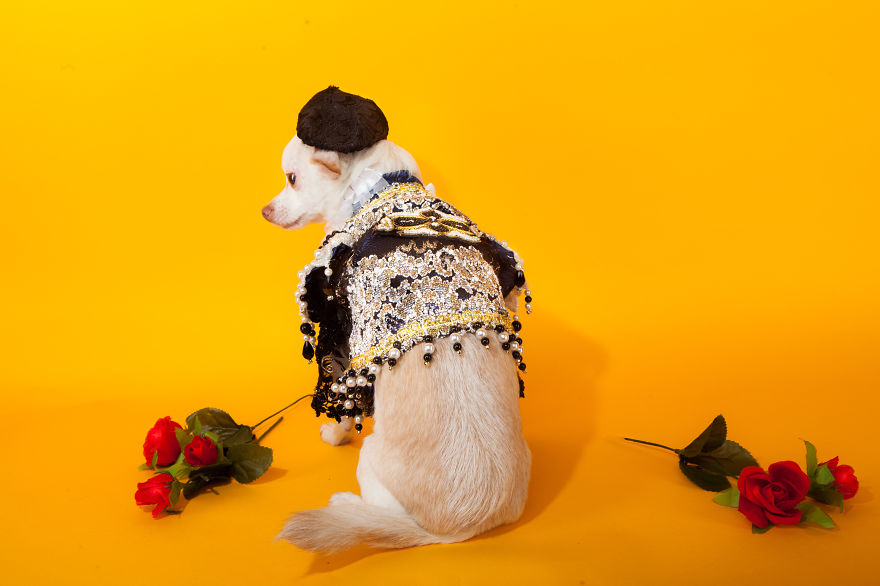 I Created Little Matador Costumes For Pets