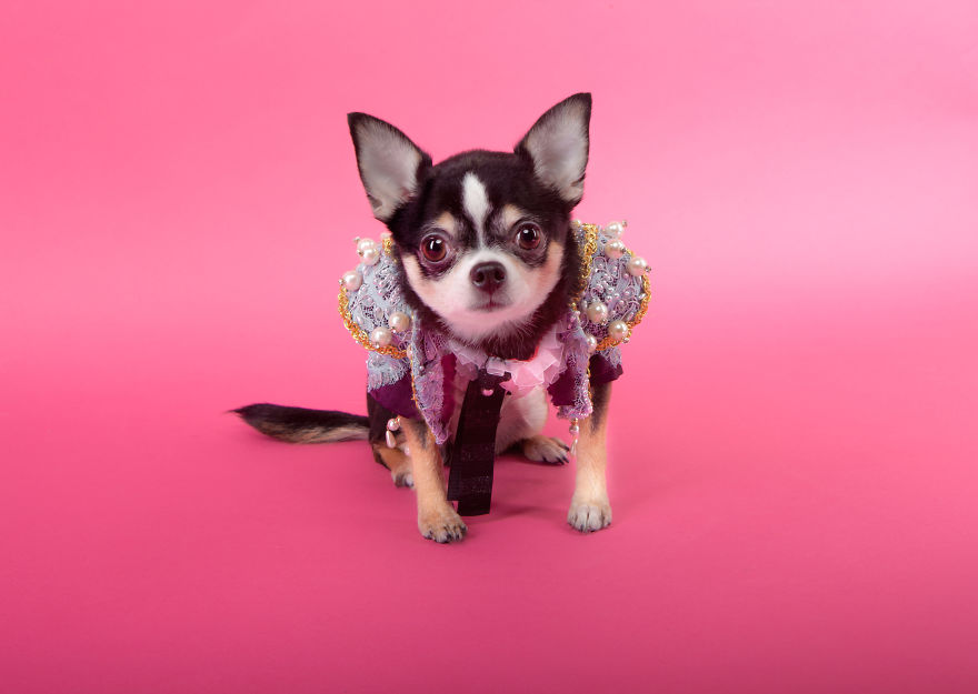 I Created Little Matador Costumes For Pets