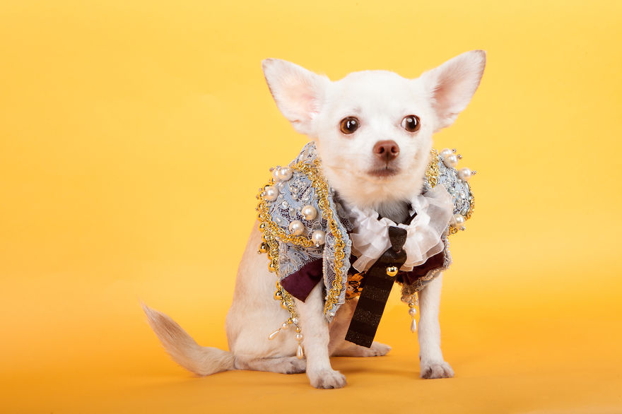 I Created Little Matador Costumes For Pets