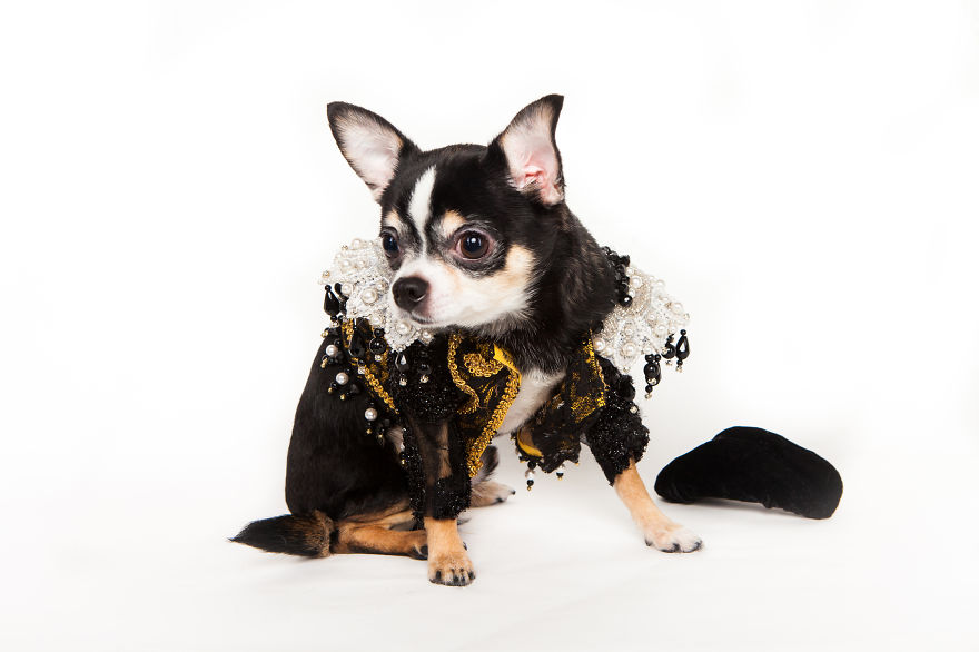 I Created Little Matador Costumes For Pets