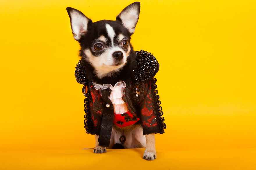 I Created Little Matador Costumes For Pets