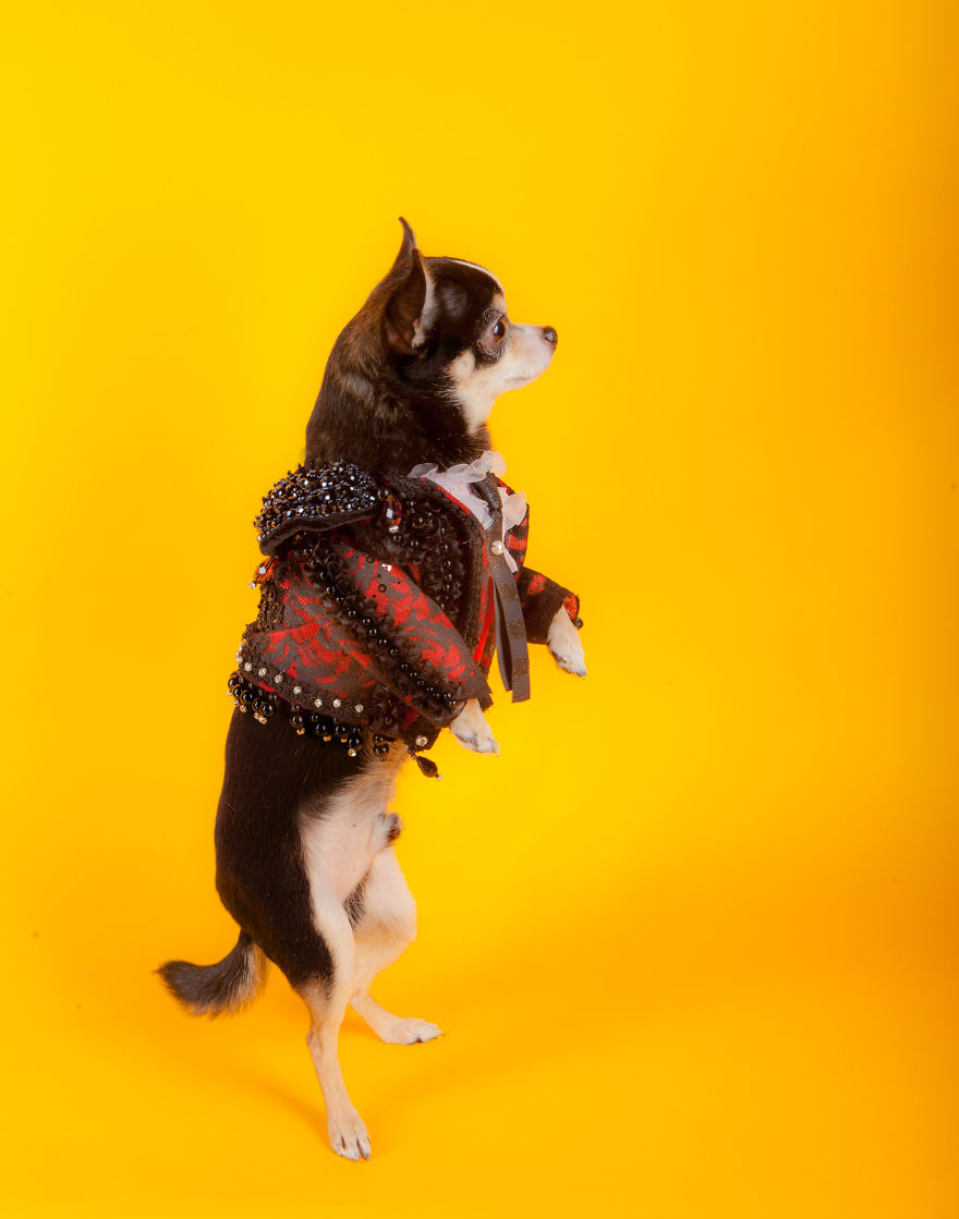 I Created Little Matador Costumes For Pets