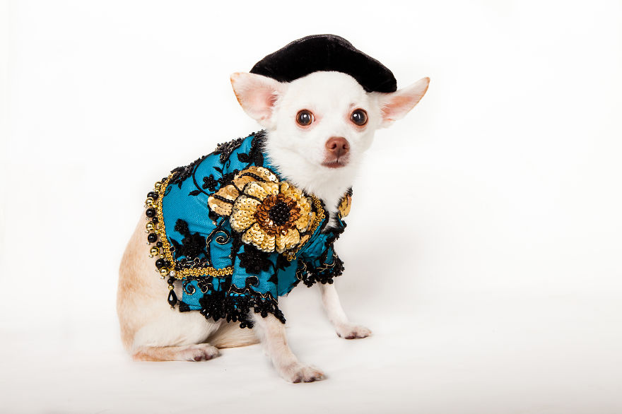 I Created Little Matador Costumes For Pets