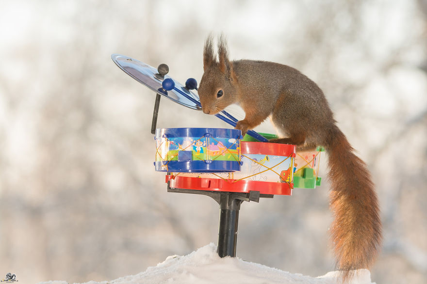 I Shoot Squirrels With Tiny Musical Instruments Through My Kitchen Window I Shoot Squirrels With Tiny Musical Instruments Through My Kitchen Window