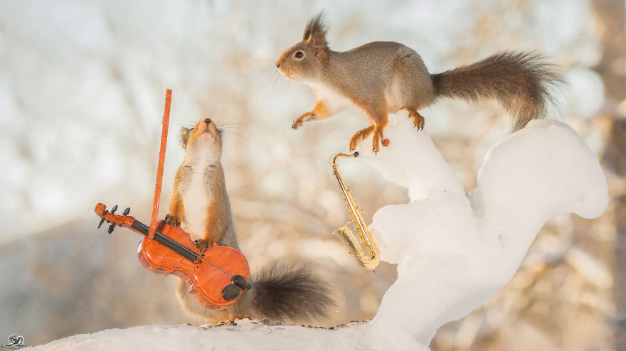 I Shoot Squirrels With Tiny Musical Instruments Through My Kitchen Window