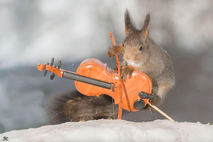 I Shoot Squirrels With Tiny Musical Instruments Through My Kitchen Window I Shoot Squirrels With Tiny Musical Instruments Through My Kitchen Window