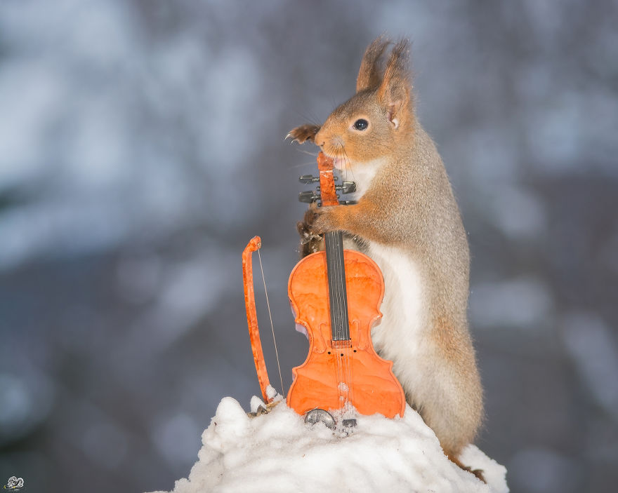 I Shoot Squirrels With Tiny Musical Instruments Through My Kitchen Window I Shoot Squirrels With Tiny Musical Instruments Through My Kitchen Window