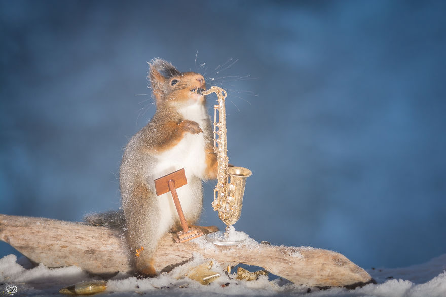 I Shoot Squirrels With Tiny Musical Instruments Through My Kitchen Window I Shoot Squirrels With Tiny Musical Instruments Through My Kitchen Window