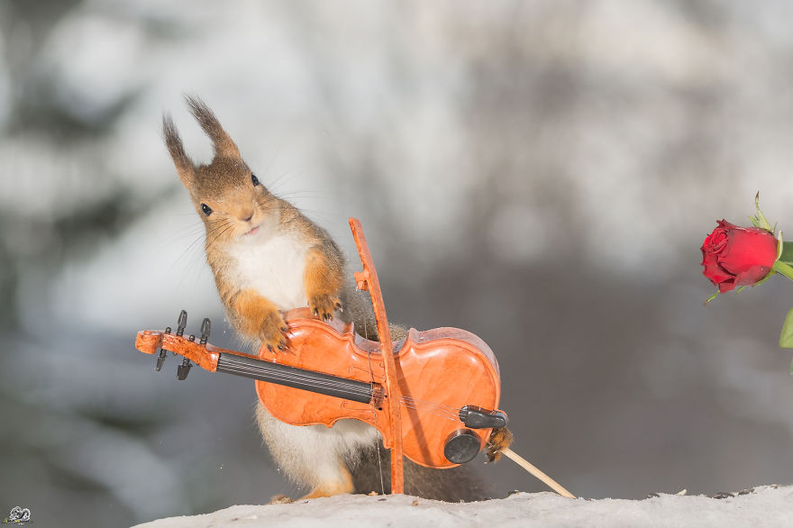 I Shoot Squirrels With Tiny Musical Instruments Through My Kitchen Window I Shoot Squirrels With Tiny Musical Instruments Through My Kitchen Window