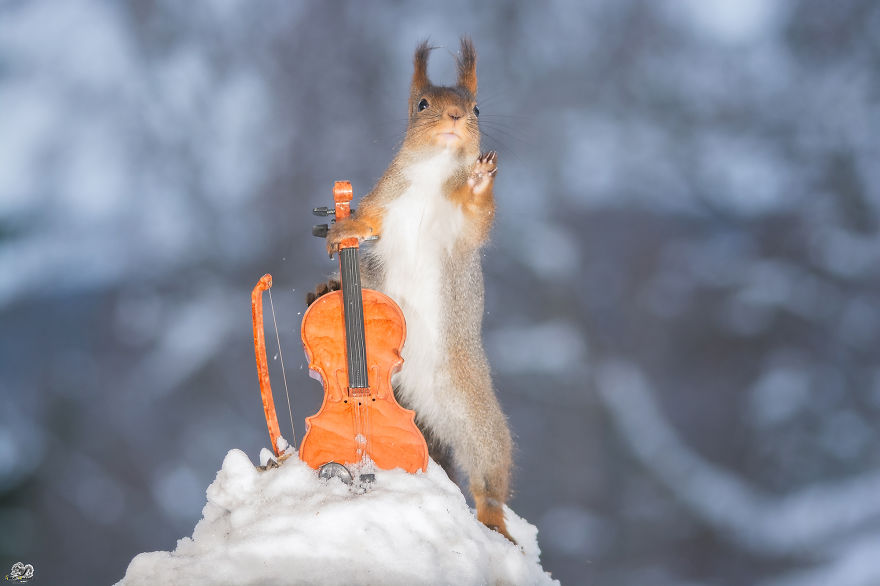 I Shoot Squirrels With Tiny Musical Instruments Through My Kitchen Window I Shoot Squirrels With Tiny Musical Instruments Through My Kitchen Window
