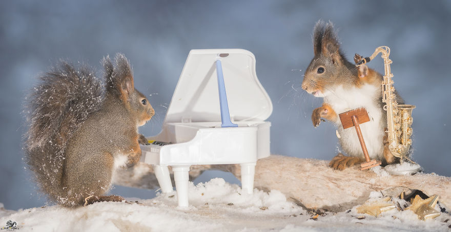 I Shoot Squirrels With Tiny Musical Instruments Through My Kitchen Window