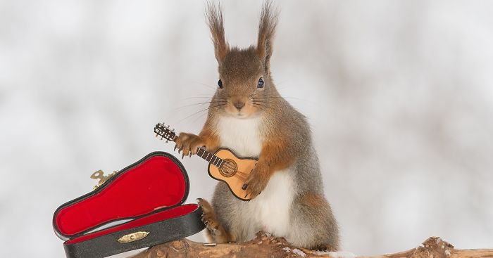 I Shoot Squirrels With Tiny Musical Instruments Through My Kitchen Window