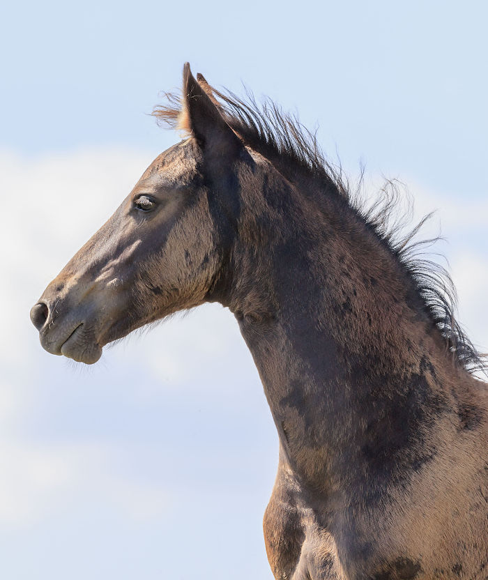 I Lived In A Farm Among Horses And Peacocks And Captured These Mythical Animals