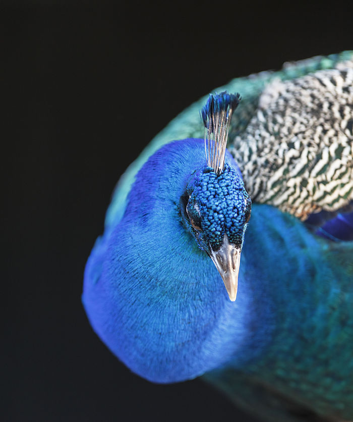 I Lived In A Farm Among Horses And Peacocks And Captured These Mythical Animals