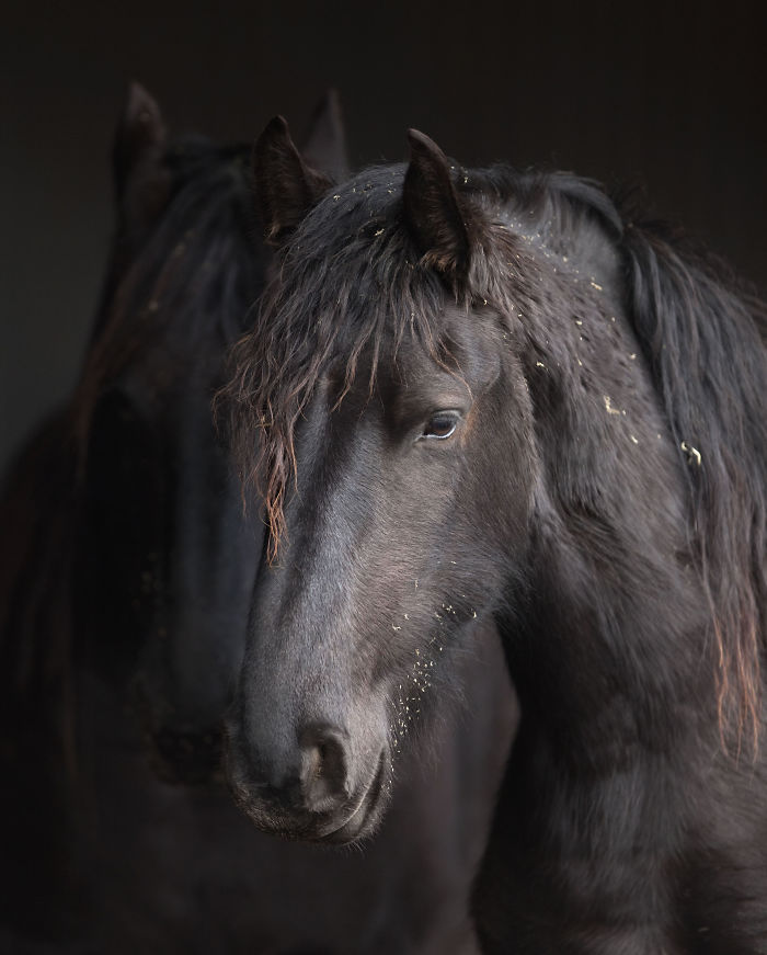 I Lived In A Farm Among Horses And Peacocks And Captured These Mythical Animals