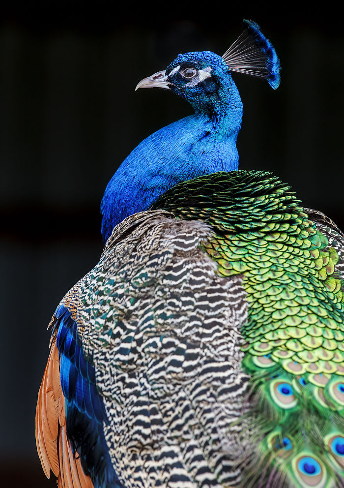 I Lived In A Farm Among Horses And Peacocks And Captured These Mythical Animals