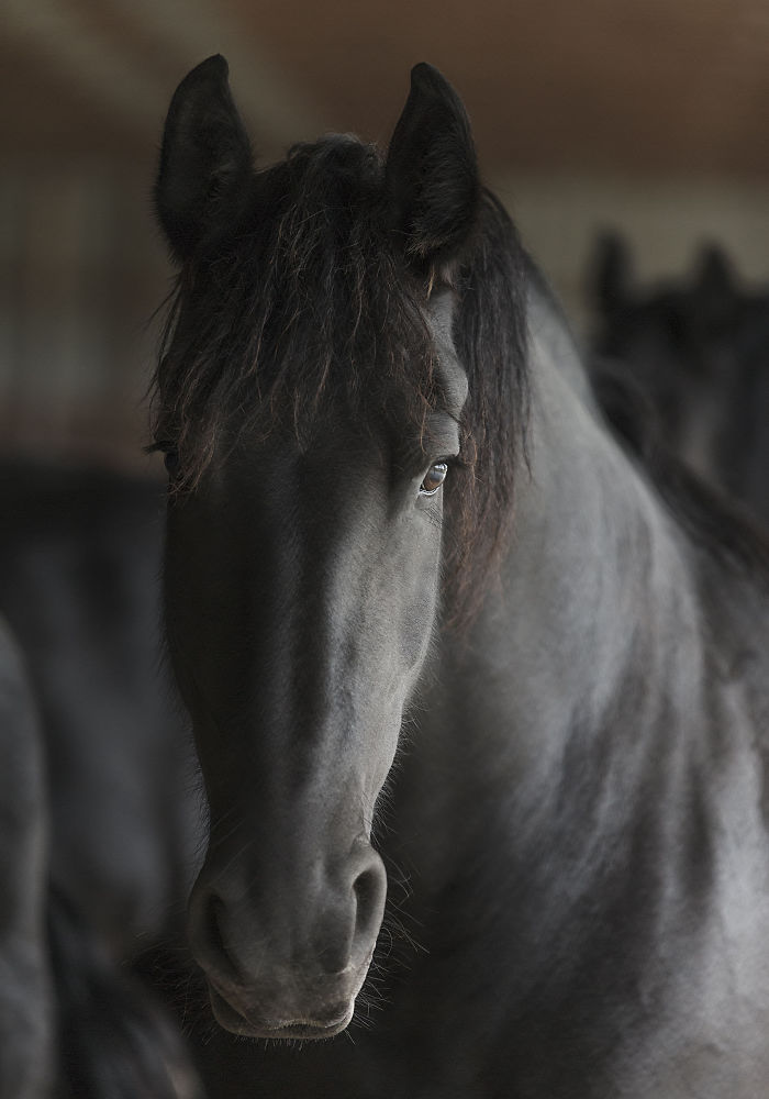 I Lived In A Farm Among Horses And Peacocks And Captured These Mythical Animals