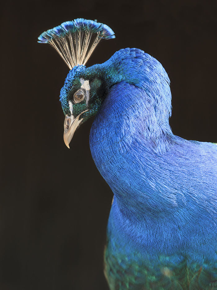 I Lived In A Farm Among Horses And Peacocks And Captured These Mythical Animals I Lived In A Farm Among Horses And Peacocks And Captured These Mythical Animals