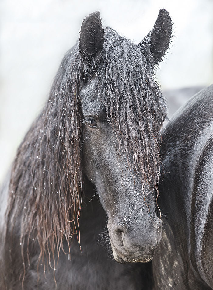 I Lived In A Farm Among Horses And Peacocks And Captured These Mythical Animals