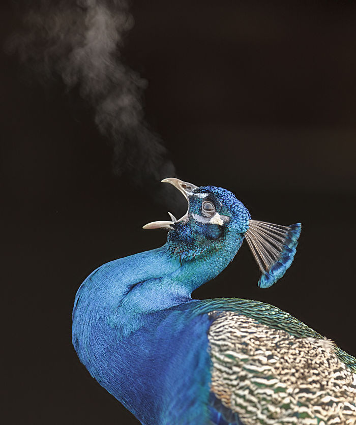 I Lived In A Farm Among Horses And Peacocks And Captured These Mythical Animals