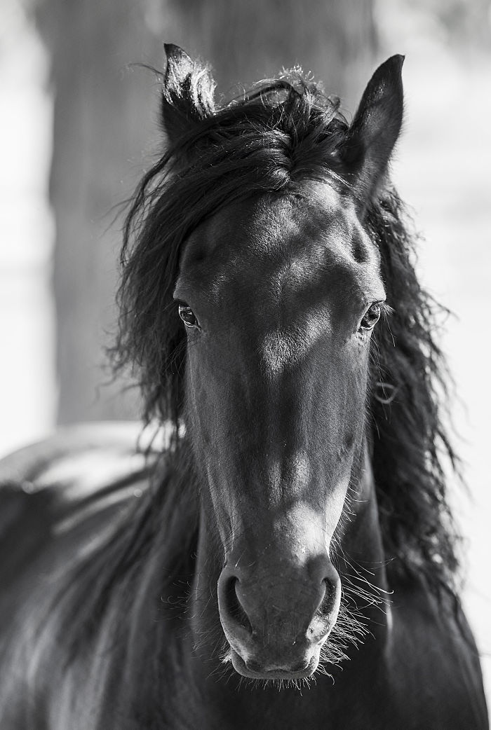 I Lived In A Farm Among Horses And Peacocks And Captured These Mythical Animals
