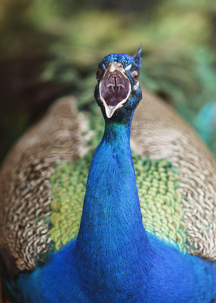 I Lived In A Farm Among Horses And Peacocks And Captured These Mythical Animals